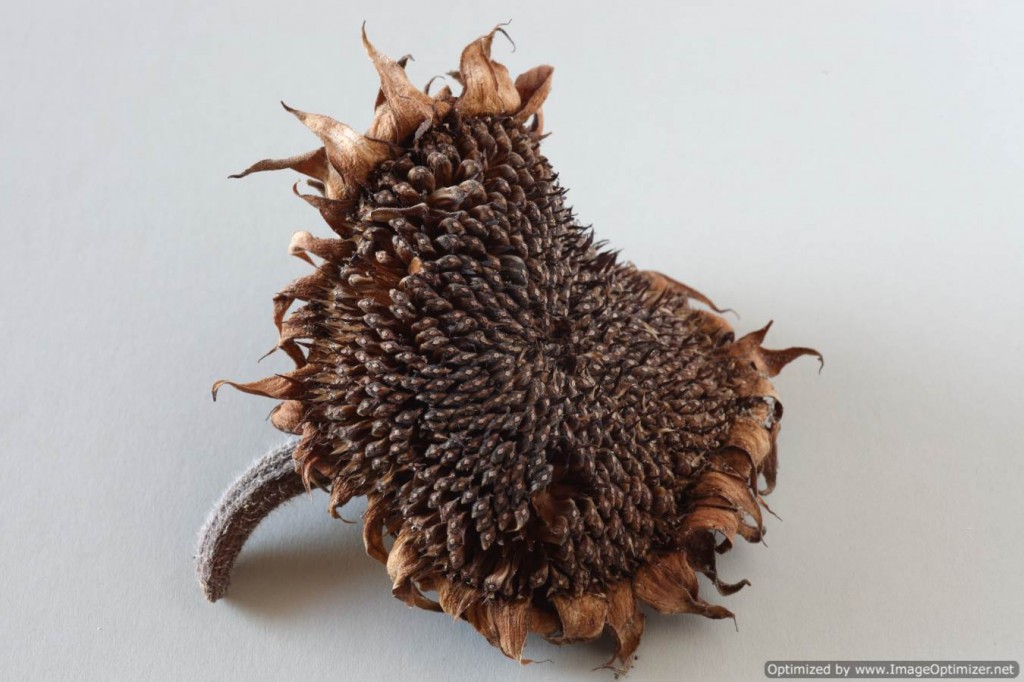 Dried sunflower head