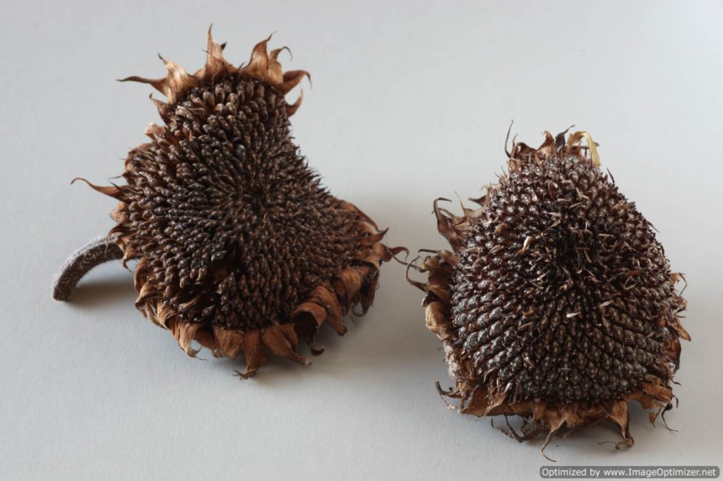 Two dried sunflower heads