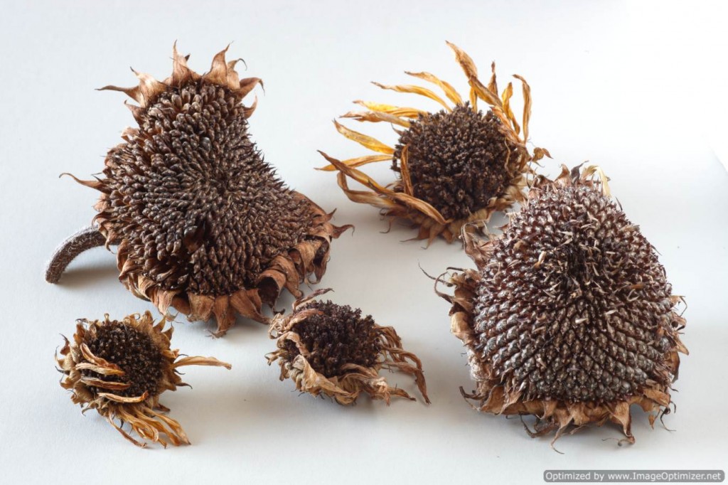 Group of sunflower heads
