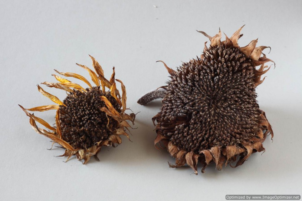 Small and large dried sunflower heads
