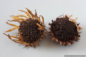 Dried sunflower heads